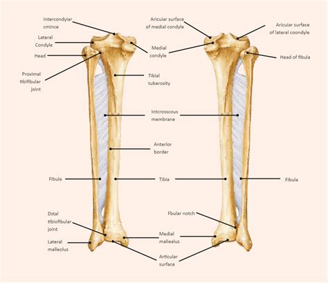 Tibia And Fibula Labeled Science Diagrams Human Body Muscles Molecular