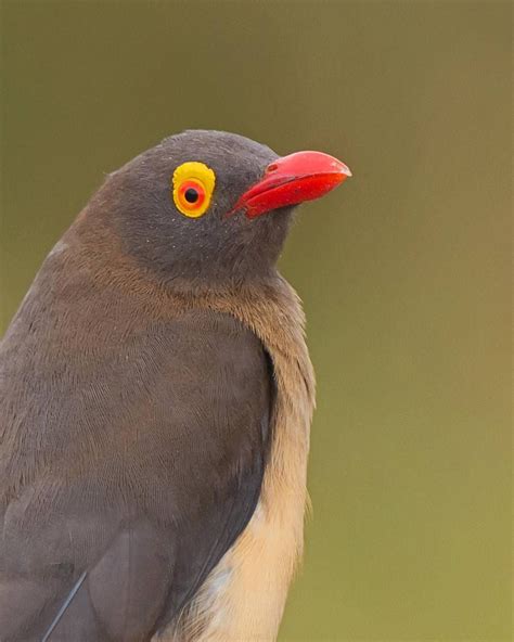 Red Billed Oxpecker Science Valentines Red Bill Symbiosis African