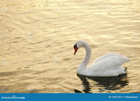 Single Elegance White Swan Bird Wildlife Animal Swim In Sunset G Stock