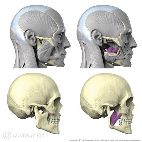 Medial Pterygoid Muscle Cadaver