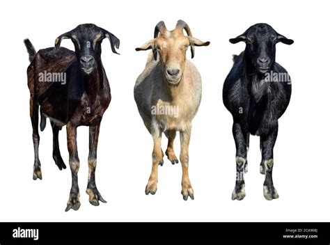 Four Young Goats In Goat Cut Out Stock Images And Pictures Alamy