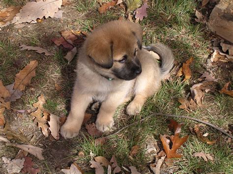 German Shepherd Mix With Chow Chow Puppies German Shepard Puppies