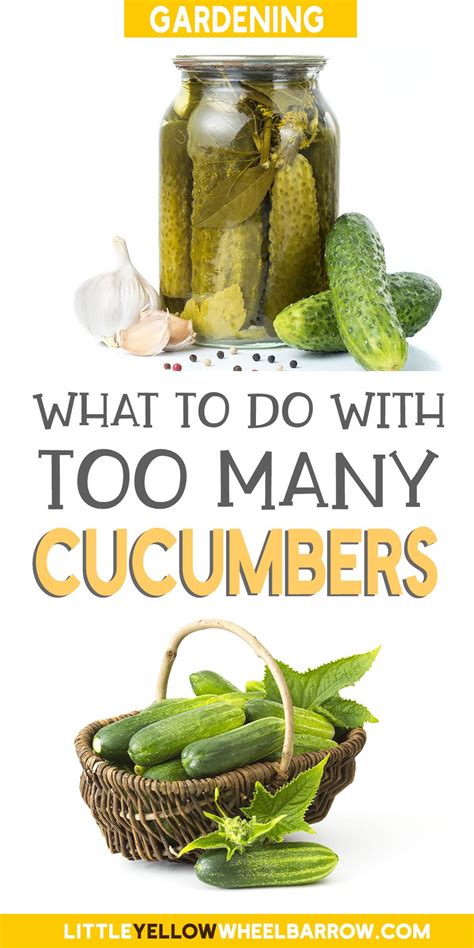 Have Too Many Cucumbers Heres What To Do With Extra Cucumbers