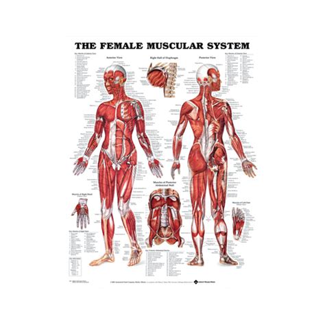 Broadly considered, human muscle—like the muscles of all vertebrates—is often divided into striated muscle. Anatomical Female Muscular System Chart