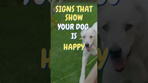 Signs That Show Your Dog Is Happy Shorts Youtube