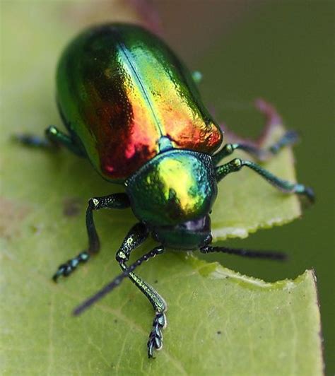 Iridescent Beetle Weird Animals Insect Photography Cool Bugs
