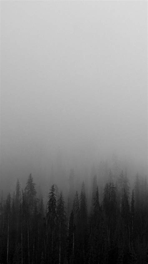 Black And White Mist Forests Wallpaper Iphone Wallpapers