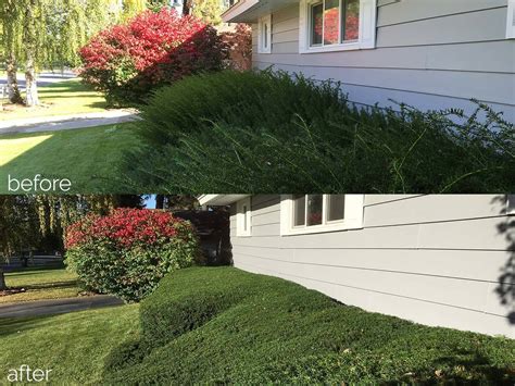 Before And After Photos Pruninglandscaping Star Pruners Spokane Wa