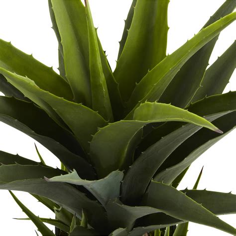 Nearly Natural Nearly Natural Agave Desk Top Plant in 