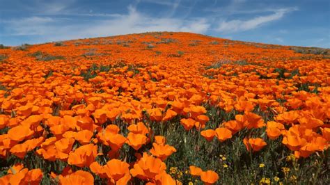 California Poppy Fields Youtube