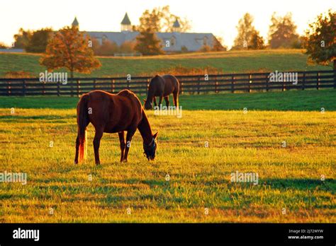 The Sun Sets On Horse Country In The Blue Grass Region Of Kentucky