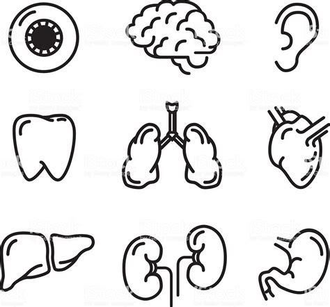 Set Black Outline Icons Of Humans Organs On White Royalty Free Set