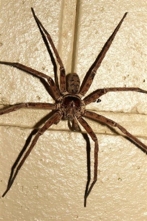 Brown Huntsman Spider Heteropoda Jugulans Pete Ronchese Flickr