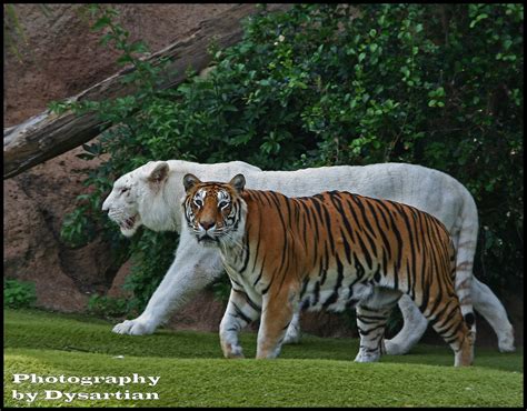 The Tigers Of Loro Parque Prince And Saba The Tigers At Flickr