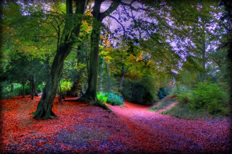 Fond Décran Lumière Du Soleil Des Arbres Paysage La Nature Herbe