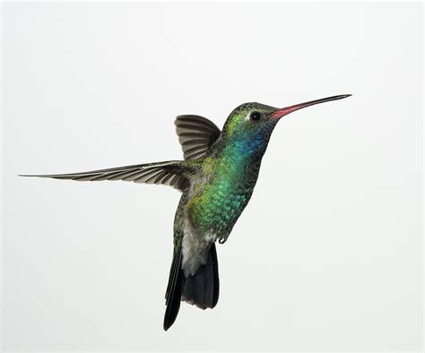 Broadbill Hummingbird In Flight Photograph By Gregory Scott Pixels