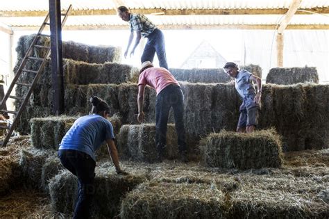 Farmers Stacking Hay Bales In A Barn Stock Photo