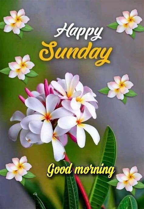 Check spelling or type a new query. 829+ {Sunday} Good Morning Images Quotes Pics Wishes in Hindi