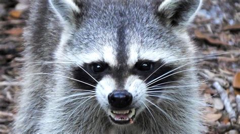 Rabies Alert Issued After Rabid Raccoon Attacks Zephyrhills Dog