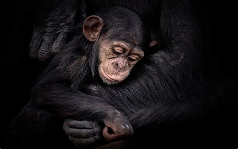 Protected Por Natalie Manuel Baby Chimpanzee Chimpanzee Animal