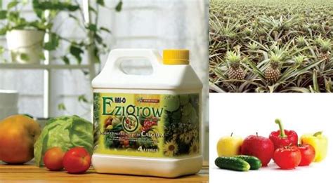 Bancuhan jenama ezigrow untuk pokok buah, sayur dan bunga. BAJA EZIGROW Pilihan Ramai. Pengedar diperlukan hubungi ...