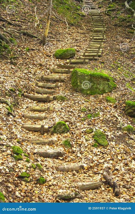 Stairs In The Forest Stock Image Image Of Stairs Growth 2591937