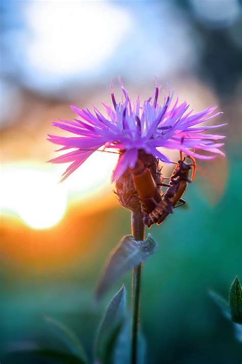 Looking for pictures of flowers, flower art photography or abstract flower art, then look no further. Purple flower photography insect art nature photography