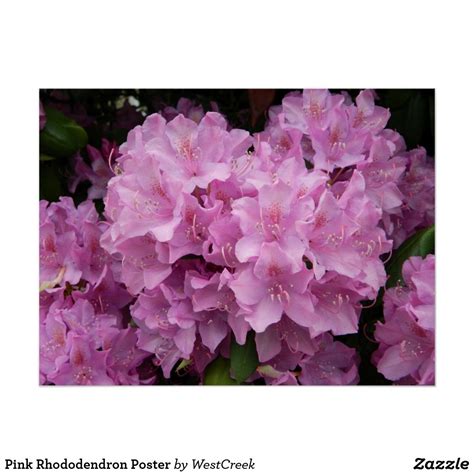 Pink Rhododendron Poster Wall Prints Canvas Prints Bold Decor