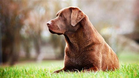 Here is the awesome list of female chocolate lab names that might perfectly suit your chocolate labrador. Labrador Retriever - Price, Temperament, Life span