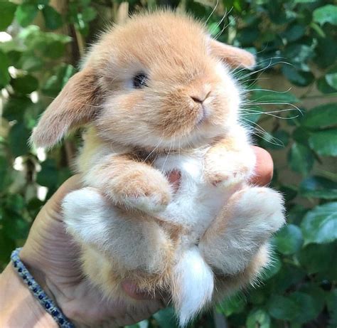 Bunnies On Twitter Cute Animals Baby Animals Funny Cute Baby Animals