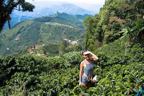 To date, the majority of coffee plantation in malaysia are mostly liberica. Jardin - the most beautiful pueblo in Colombia! | Miss ...