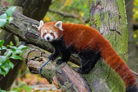 Premium Photo Red Panda In A Tree Red Panda On Tree Trunk In Forest