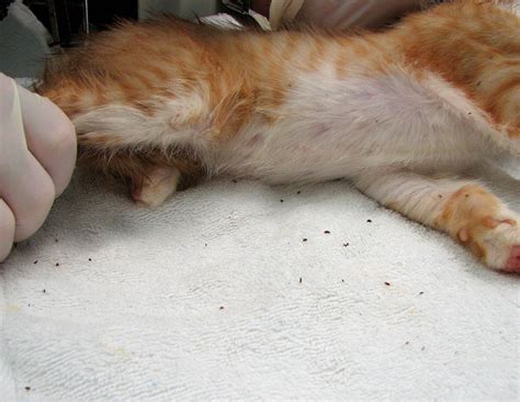 The truth is that the symptoms are the same for both cats and humans and they include the following in fleas the cycle will include a host, that is, your cat and lacking a furry pet, they'll bite you too. How to Tell if Your Cat Has Fleas: 8 Telltale Signs - Pest ...