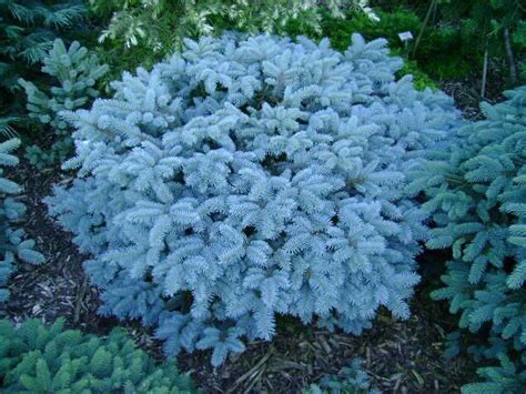 Sun or shade mature size:. dwarf conifers zone 5 - Google Search | Conifer plants ...