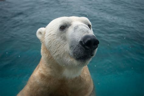 Columbus Zoos Male Polar Bear Moving To New Home Wtte