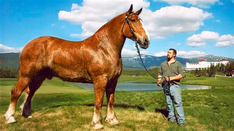 The Biggest Horses In The World Largest Horse Breed Big Horse Breeds