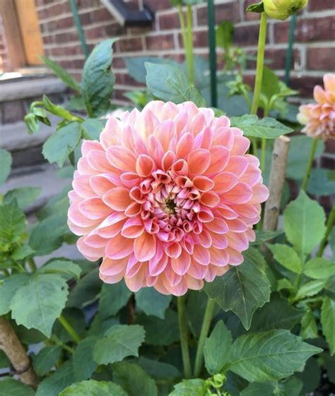 Dahlia Flower Meaning All Rose Color Meanings