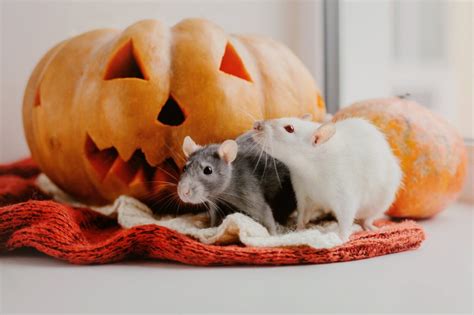 Keep Your Home Pest Free This Halloween With These Tips
