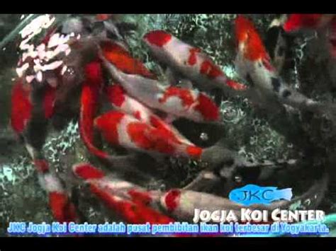 Atau ingin tahu model aquarium air tawar dan cara menghias aquarium murah? Jual Aquarium Acrylic Jogja