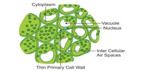 Parenchyma Cells In Plants
