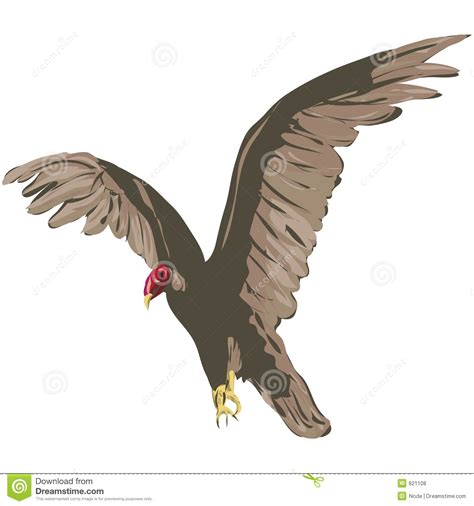 Vulture With Clipping Path Stock Illustration Illustration Of Vulture
