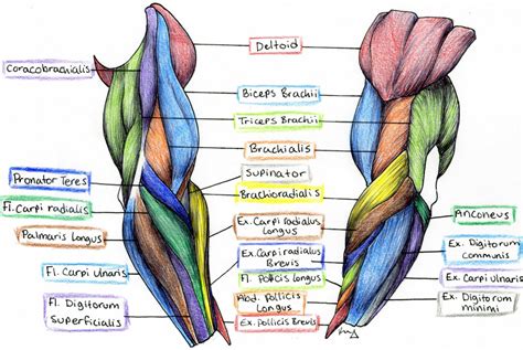 Arm Muscles Diagram Biology Diagrams Images Pictures Of Human Anatomy Reverasite
