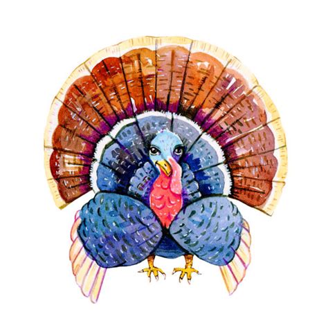 39 Best Ideas For Coloring Turkey Feathers Clip Art