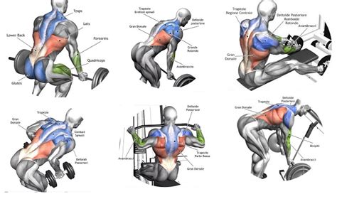 Exercises For A Massive Back Training For Size ~ Multiple Fitness