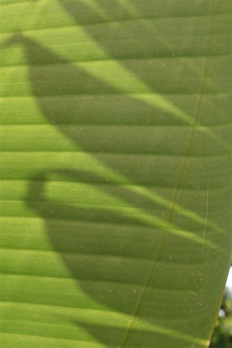 무료 이미지 나무 잔디 구조 태양 들 햇빛 꽃 무늬 녹색 지중해 열렬한 식물학 배경 바나나 잎 빛과 그림자 매크로 사진 가벼운 패턴 식물