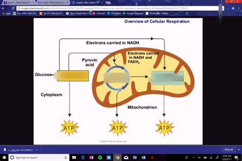 What reactants must be available in the cell for these molecules to be produced? What Are The Reactants In The Equation For Cellular Respiration Quizlet - Cellular Respiration ...