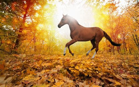 Autumn Tree Horse Wallpapers Wallpaper Cave