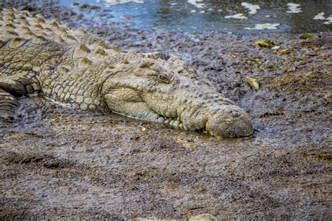 Heres Why Crocodiles Are 100 Times Deadlier Than Sharks Business Insider