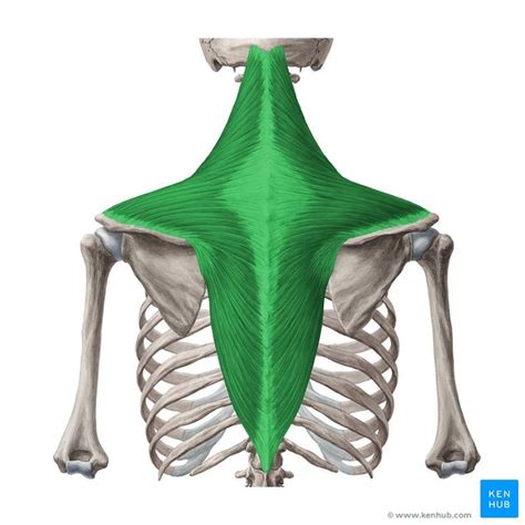 Trapezius muscle (Musculus trapezius); Image: Yousun Koh | Trapezius