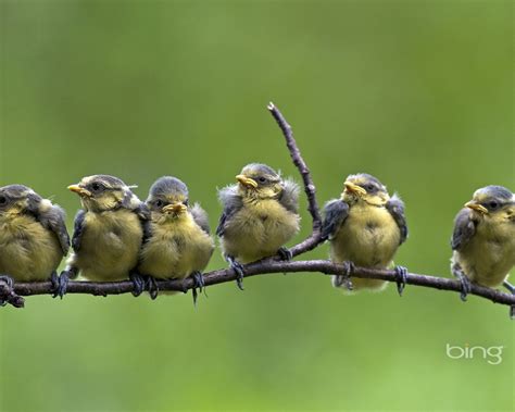Free Download Bing Birds Awesome Desktop Hd Wallpaper